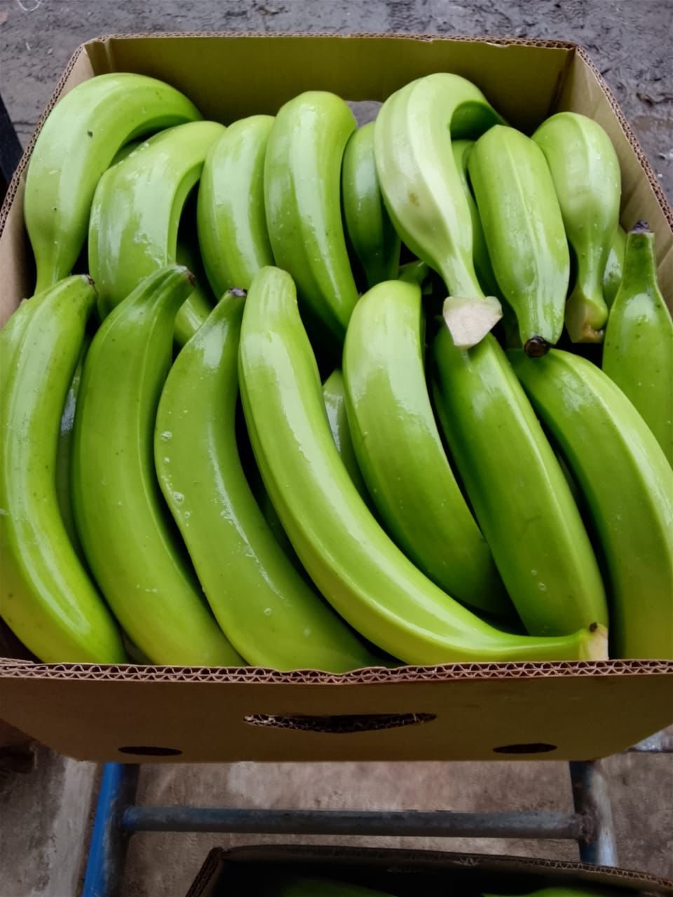 Green plantains